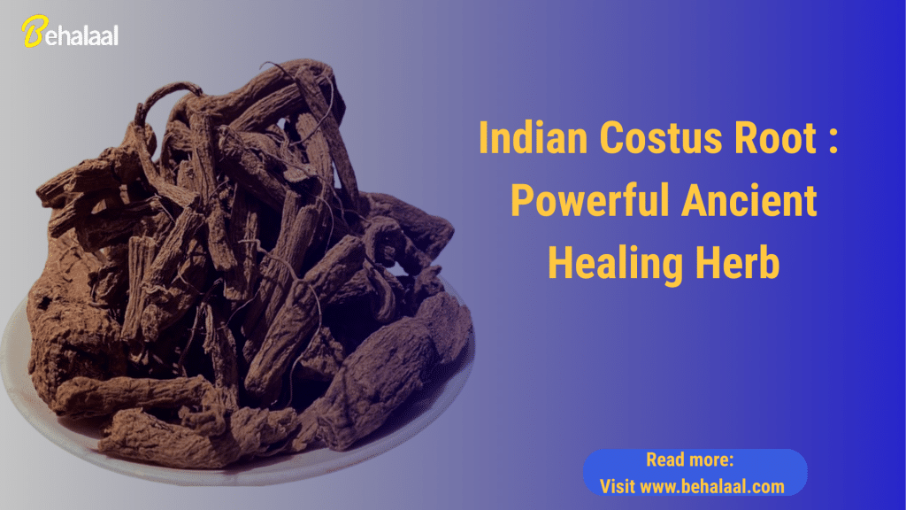 Indian Costus Root