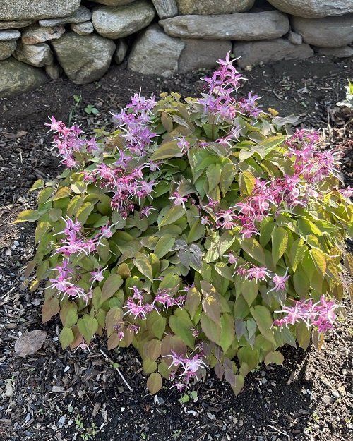Horny Goat Weed_Behalaal.com