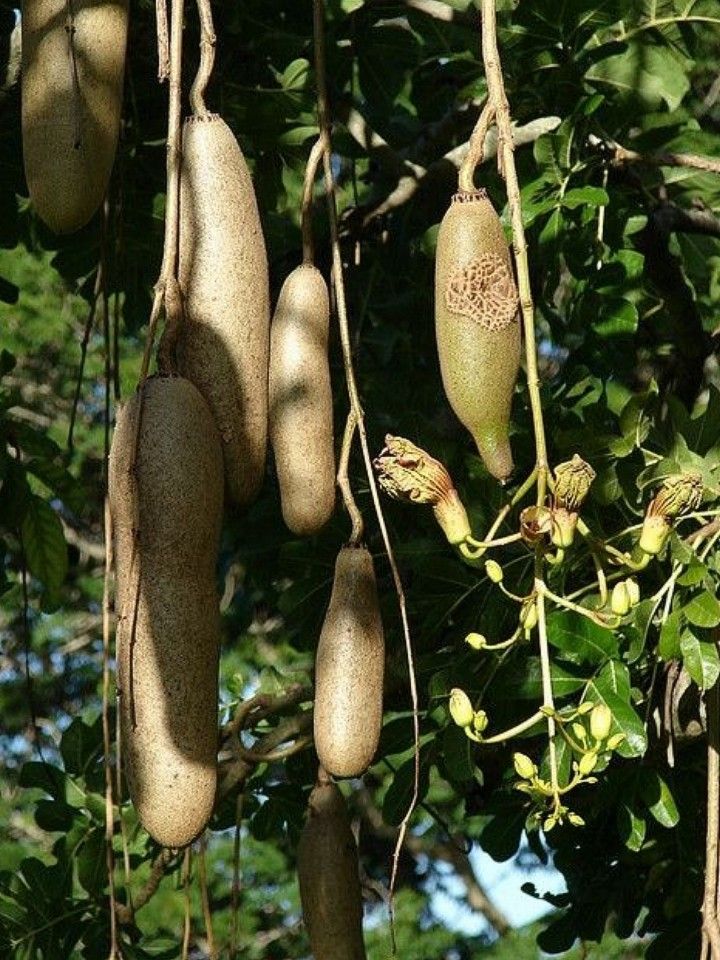 African sausage fruit