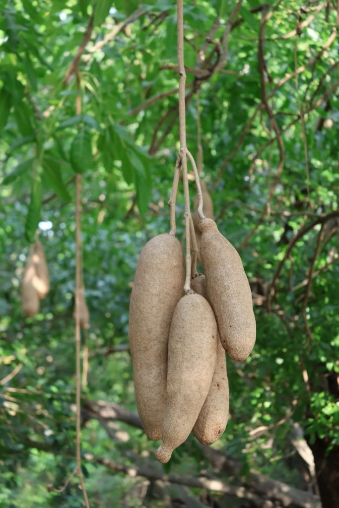 Sausage Fruit_Behalaal.com