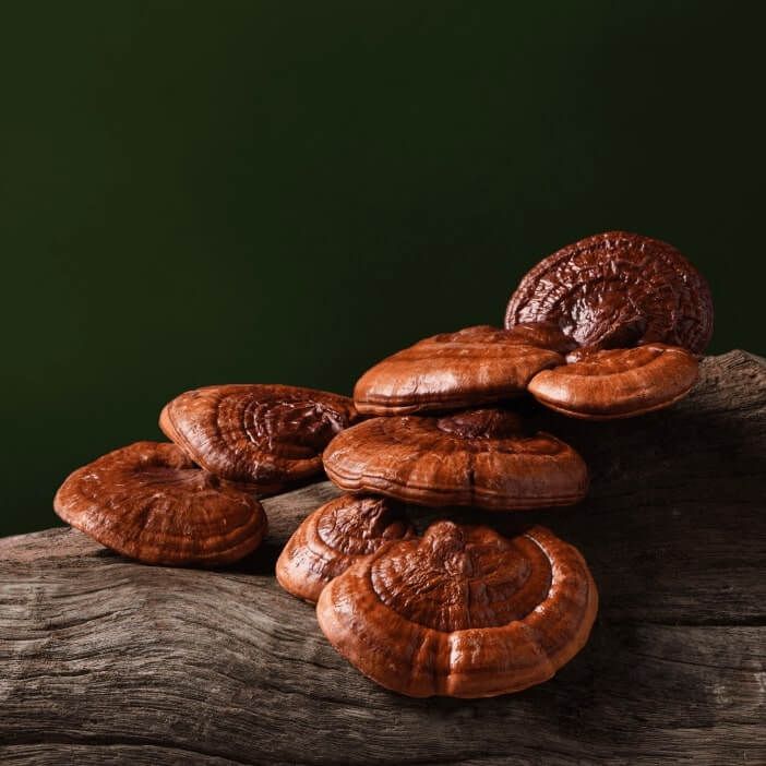 Reishi Mushroom